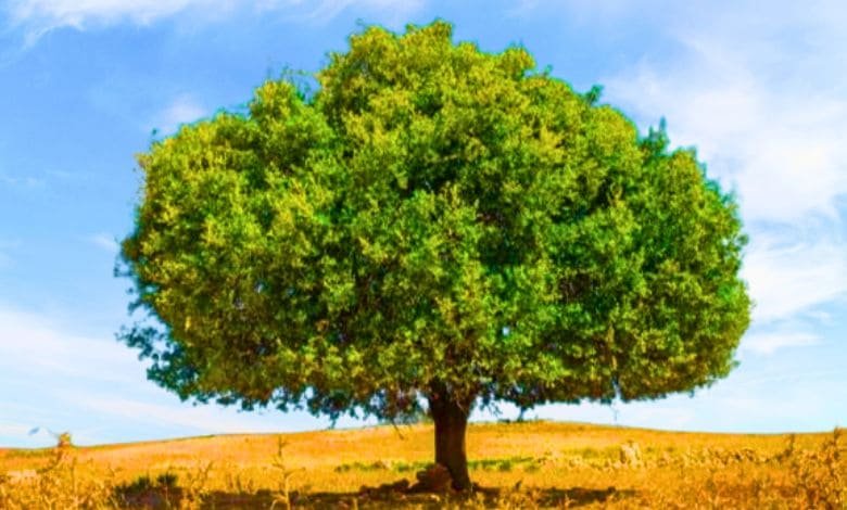 Les forêts d’arganiers au Maroc meurent en silence